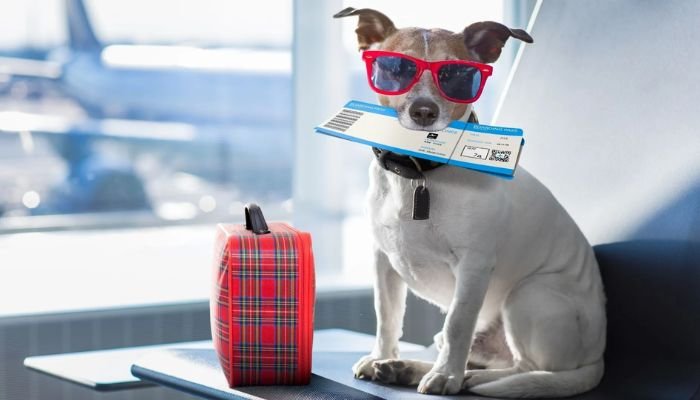 Preparar Seu Pet para Viagens de Avião